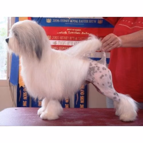 Paceaway Xelman, a Male Chó Löwchen registered with United Pet Club