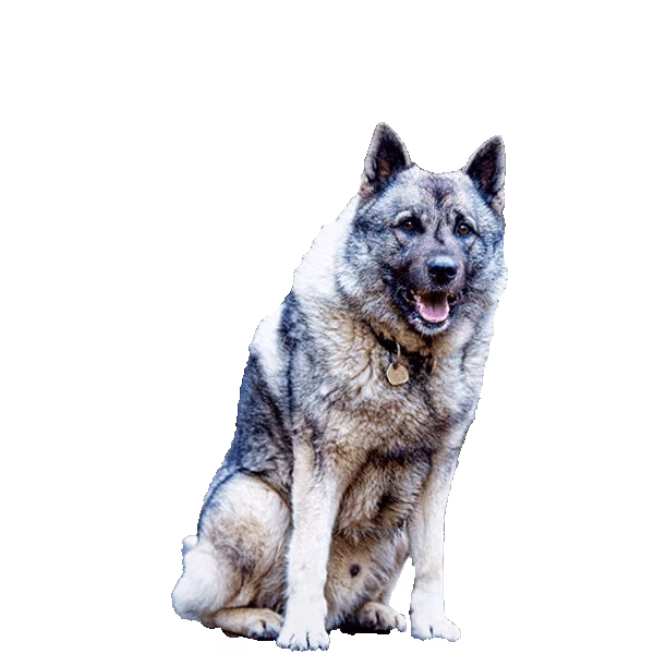 Buhund norweski — rasa Pies: Średni i Przyjazny