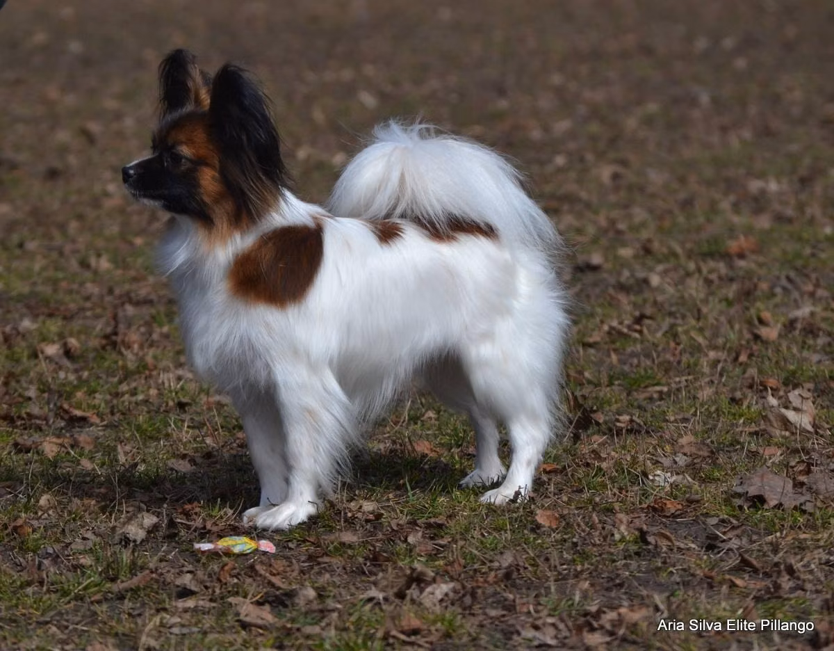 Aria Silva Elite Pillango, a Female بابيون registered with United Pet Club