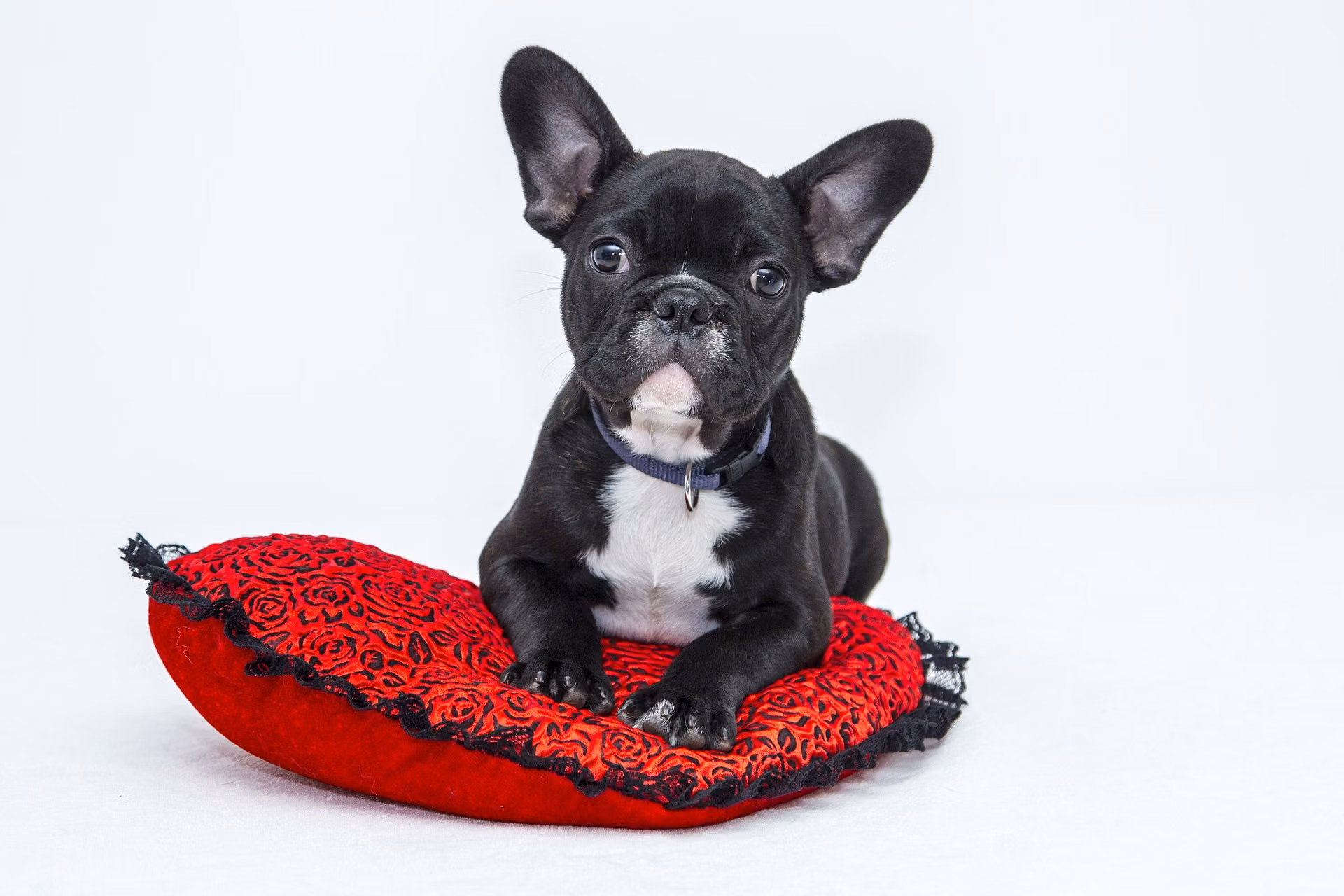 Relaxed dog with soft eyes and a loose body posture, showing comfortable body language
