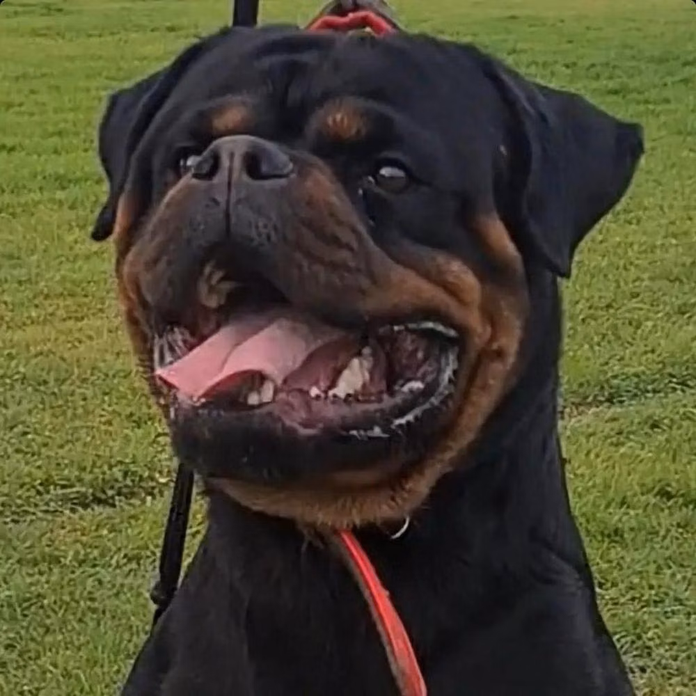 Diesel Timit-Tor, a نر روتوایلر registered with United Pet Club