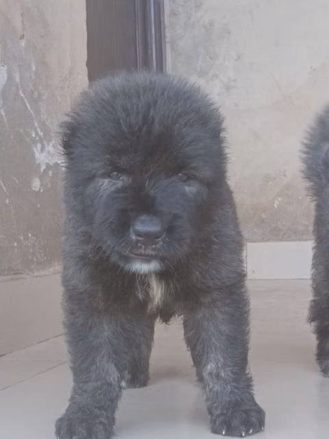Skye1, a Jantan Anjing Gembala Kaukasus registered with United Pet Club