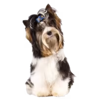 Biewer terrier — rasa Pies: Toy i Wesoły