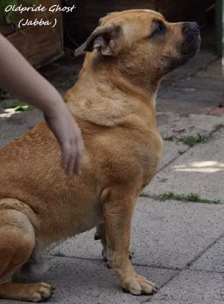OLDPRIDE GHOST, a نر کا ده بو registered with United Pet Club
