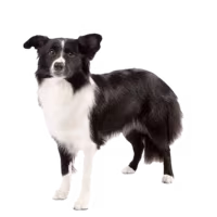 Border collie — rasa Pies: Średni i Inteligentny