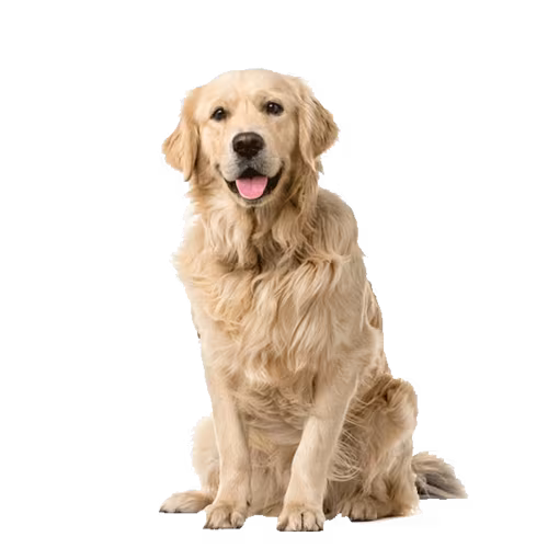 Flat coated retriever — rasa Pies: Duży i Przyjazny