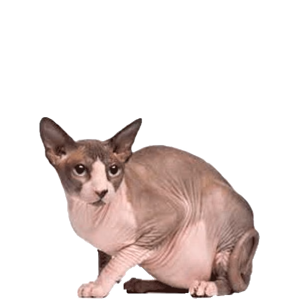 Dwelf — a Small, Playful Cat breed