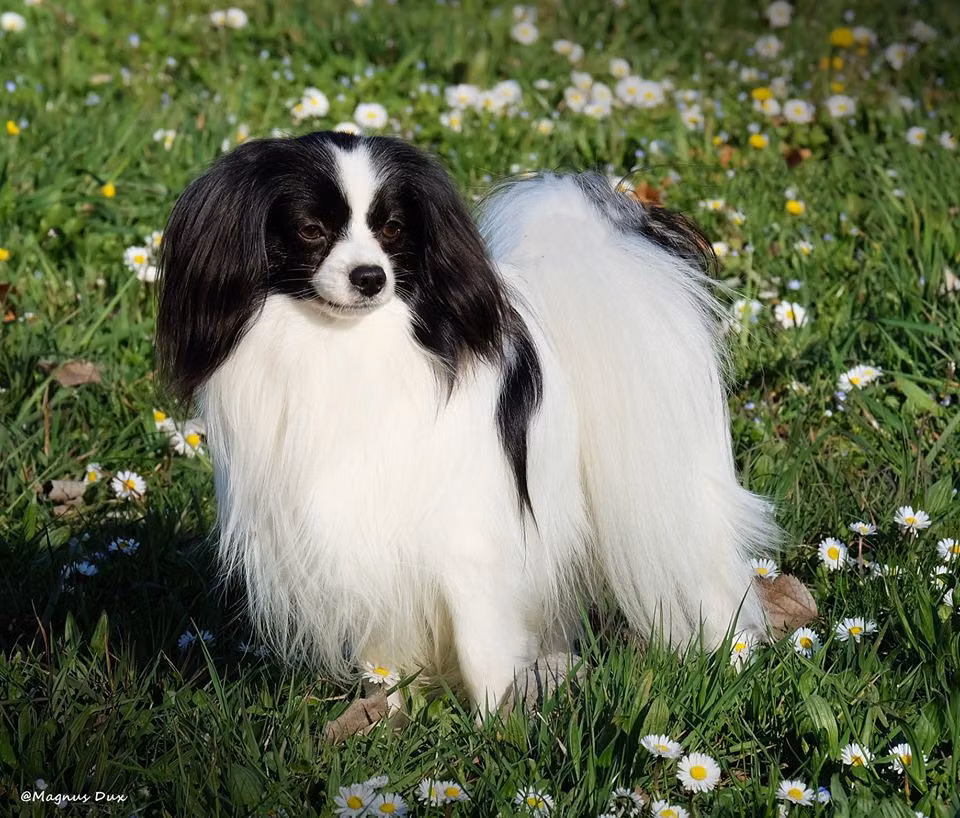 Faolan Spotty Cao Rainbow Beam (PH), a Самец Папийон registered with United Pet Club
