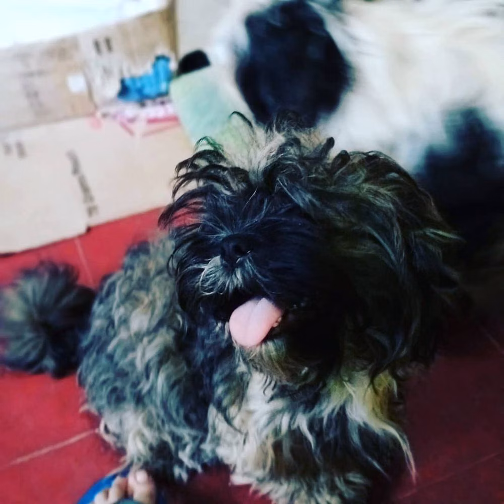 Elmo, a Macho Shih Tzu registered with United Pet Club