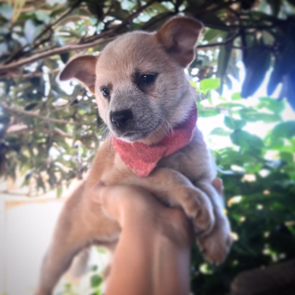 França AR FA AWE, a Hembra Pastor Ganadero Australiano registered with United Pet Club