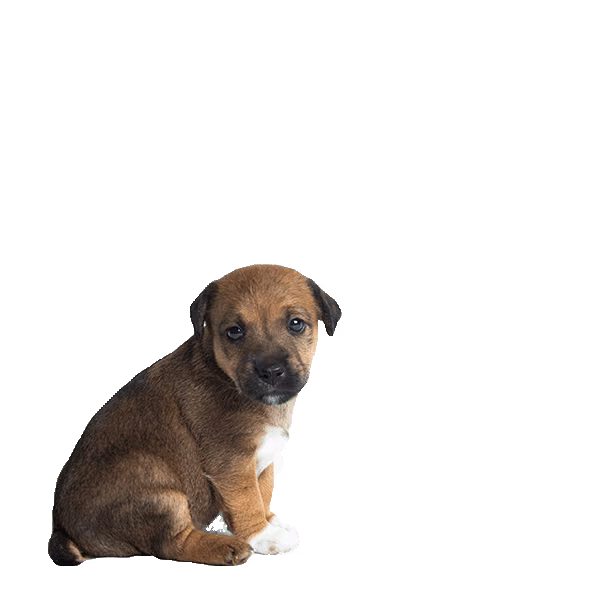 Parson russell terrier — rasa Pies: Mały i Żywiołowy