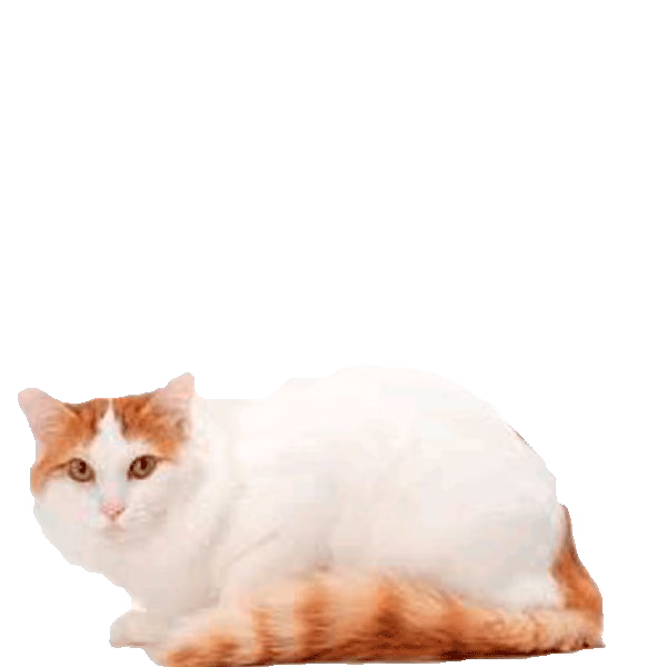 Turkish Van (Cat) Turkish Van — a Large, Active Cat breed originating in Turkey