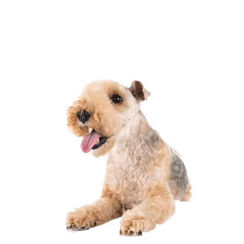 Lakeland terrier — rasa Pies: Mały i Żywiołowy