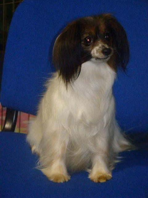 Chicquita Fa-dy (PH), a Самка Папийон registered with United Pet Club