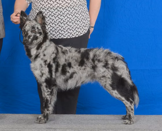 Herdabout Sui Generis, a Female Муди registered with United Pet Club
