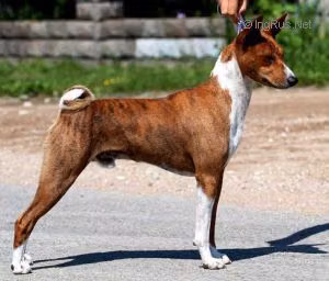 Arcane From Black Manor, a Hann Basenji registered with United Pet Club