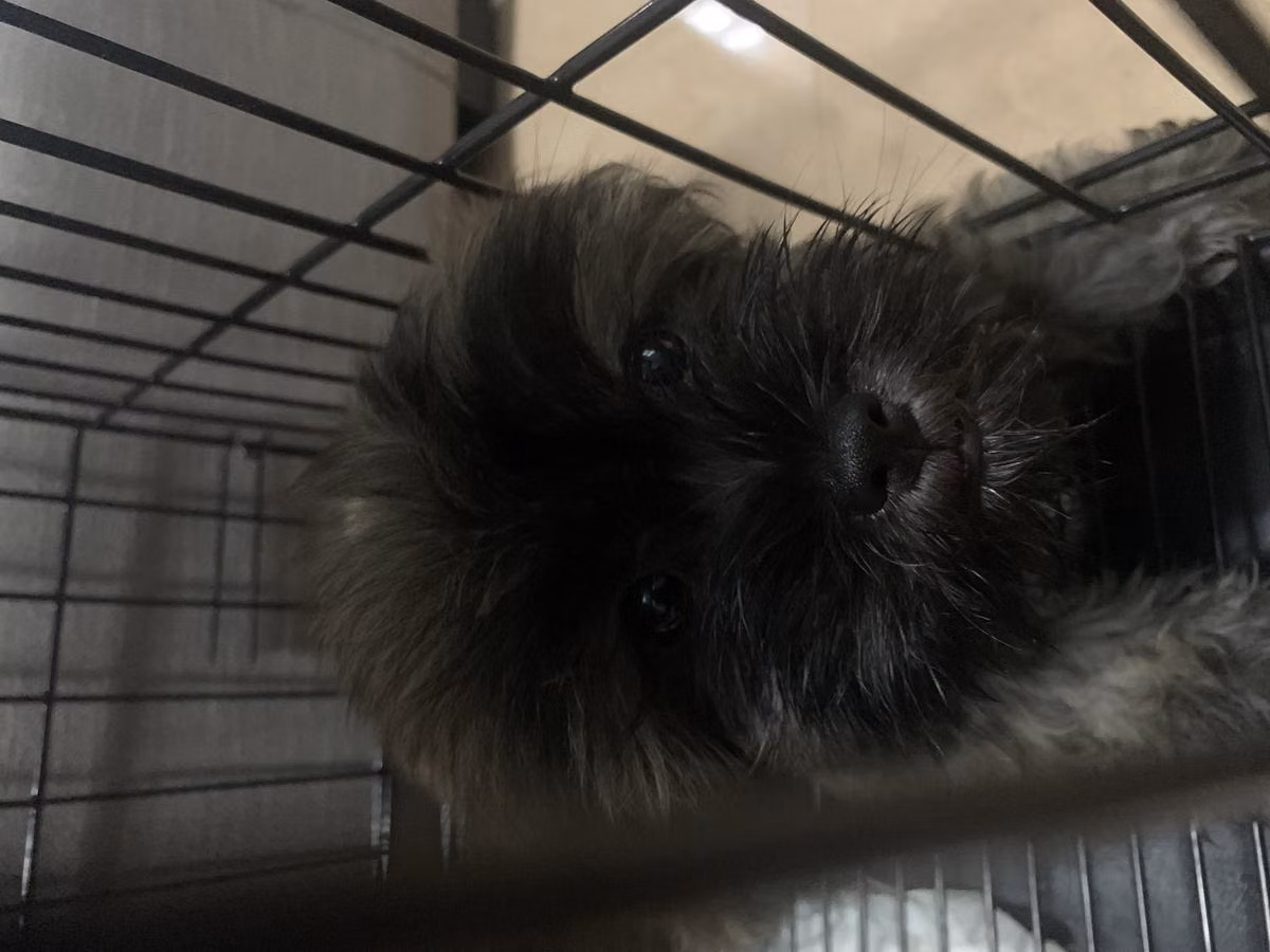 Choco, a Macho Shih Tzu registered with United Pet Club
