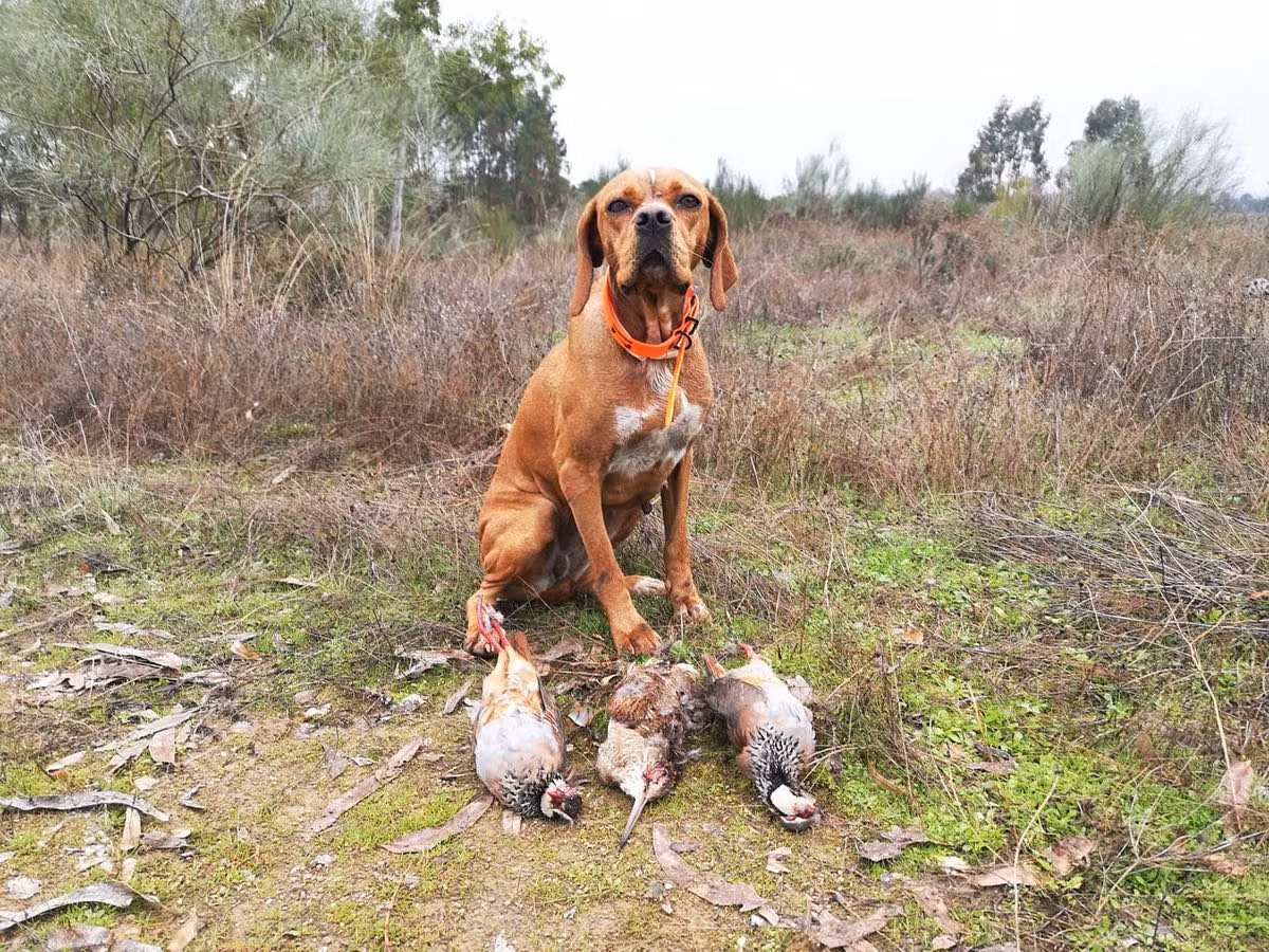 Ritinha, a أنثى البوينتر البرتغالي registered with United Pet Club