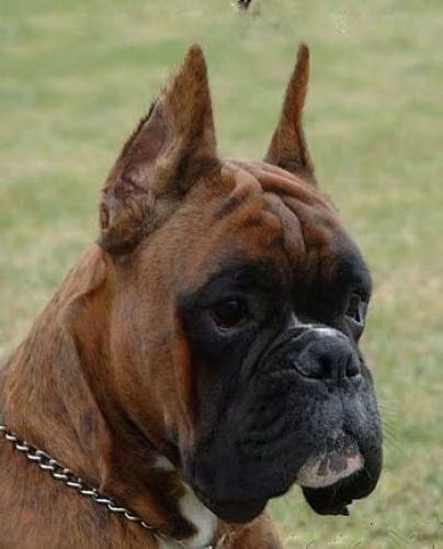 Socrate dei Da Polenta, a Patinas Boxer registered with United Pet Club