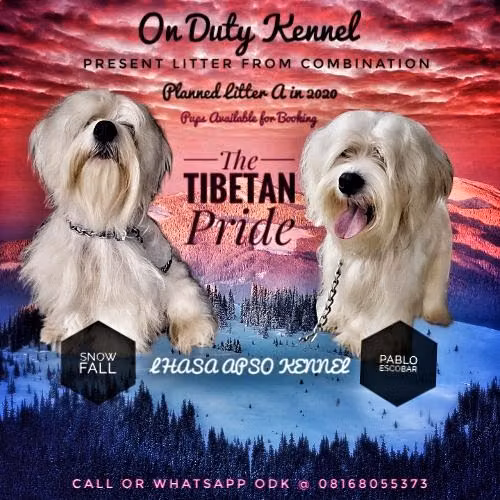 Odk Snow Berlin, a Male Lhasa apso registered with United Pet Club