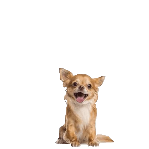 Chihuahua — rasa Pies: Toy i Oddany