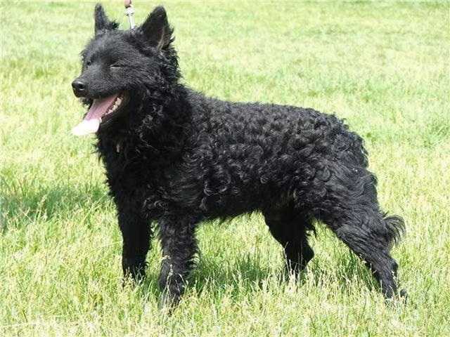 Nyírségfia Suhanc, a Male Mudi registered with United Pet Club