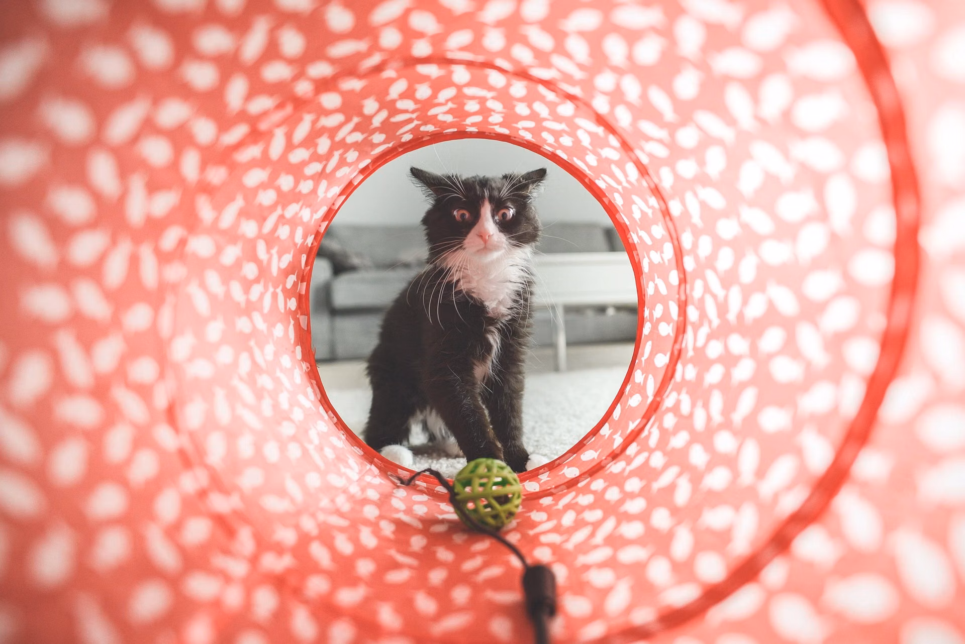 Cat engaged in a play session used as a high value reward during clicker training