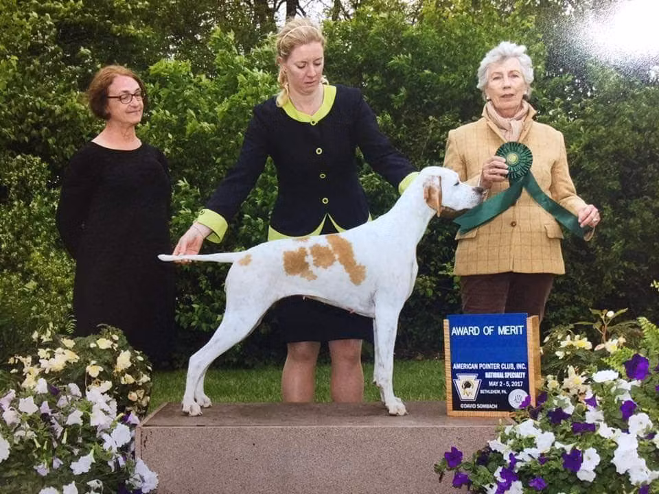 Seasyde Reign On, a Female Pointer registered with United Pet Club