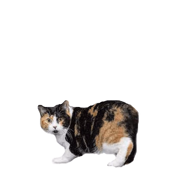 Manx — a Medium, Even-tempered Cat breed