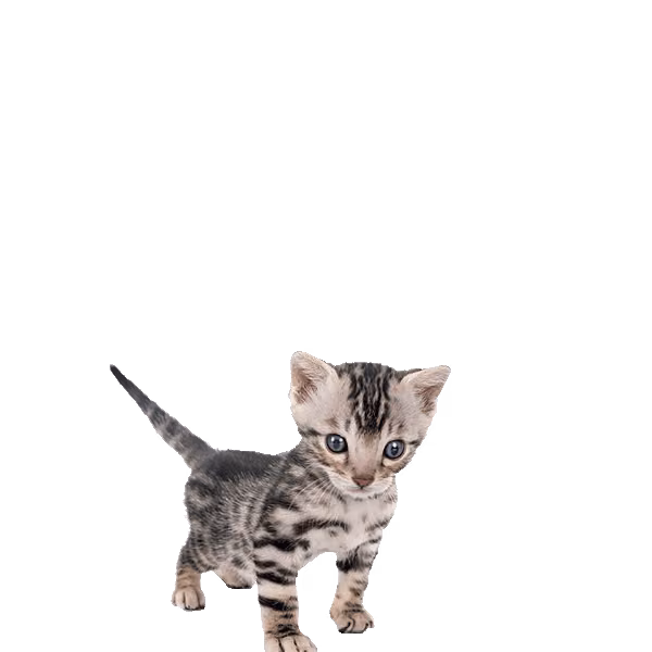 Munchkin — a Small, Playful Cat breed