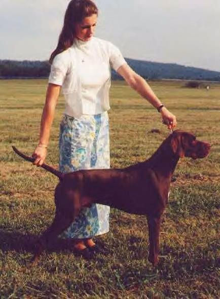 Solivia’s Why Be Normal — Pointer Solivia’s Why Be Normal, a Male Pointer registered with United Pet Club