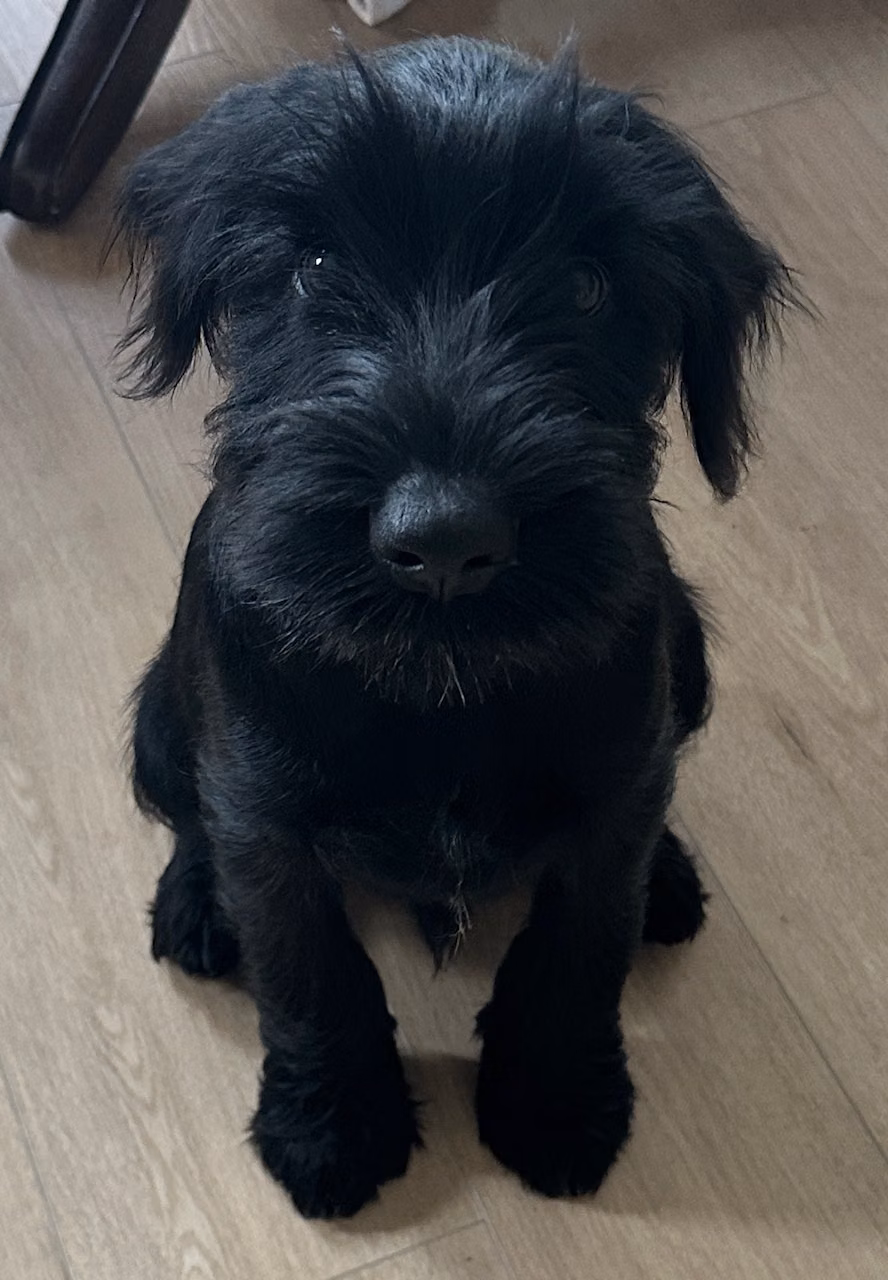 Vader, a Maschio Schnauzer Medio registered with United Pet Club