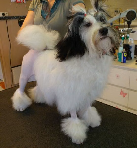 G-d'la-class des P'Tites Obsessions, a Female Löwchen registered with United Pet Club