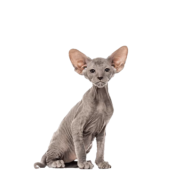Lykoi — a Small, Affectionate Cat breed
