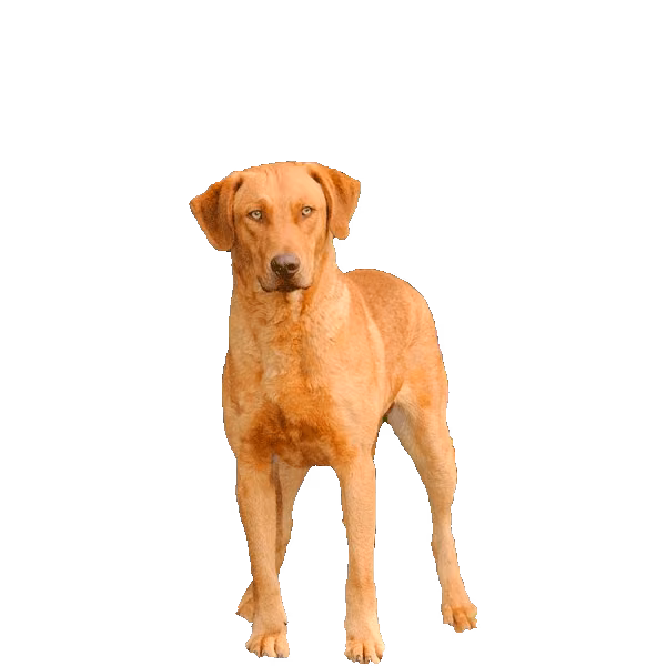 Chesapeake Bay retriever — rasa Pies: Duży i Oddany