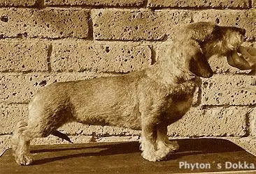 python's dokka, a Samice Jezevčík registered with United Pet Club