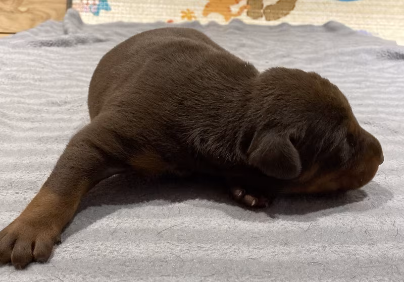 Jun 2020 Litter