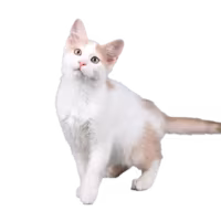 Aphrodite Giant — a Large, Gentle Cat breed
