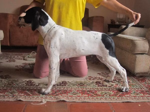 MONILUS Francisco — Pointer MONILUS Francisco, a Male Pointer registered with United Pet Club