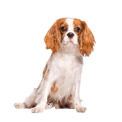 Cavalier king charles spaniel — rasa Pies: Toy i Czuły
