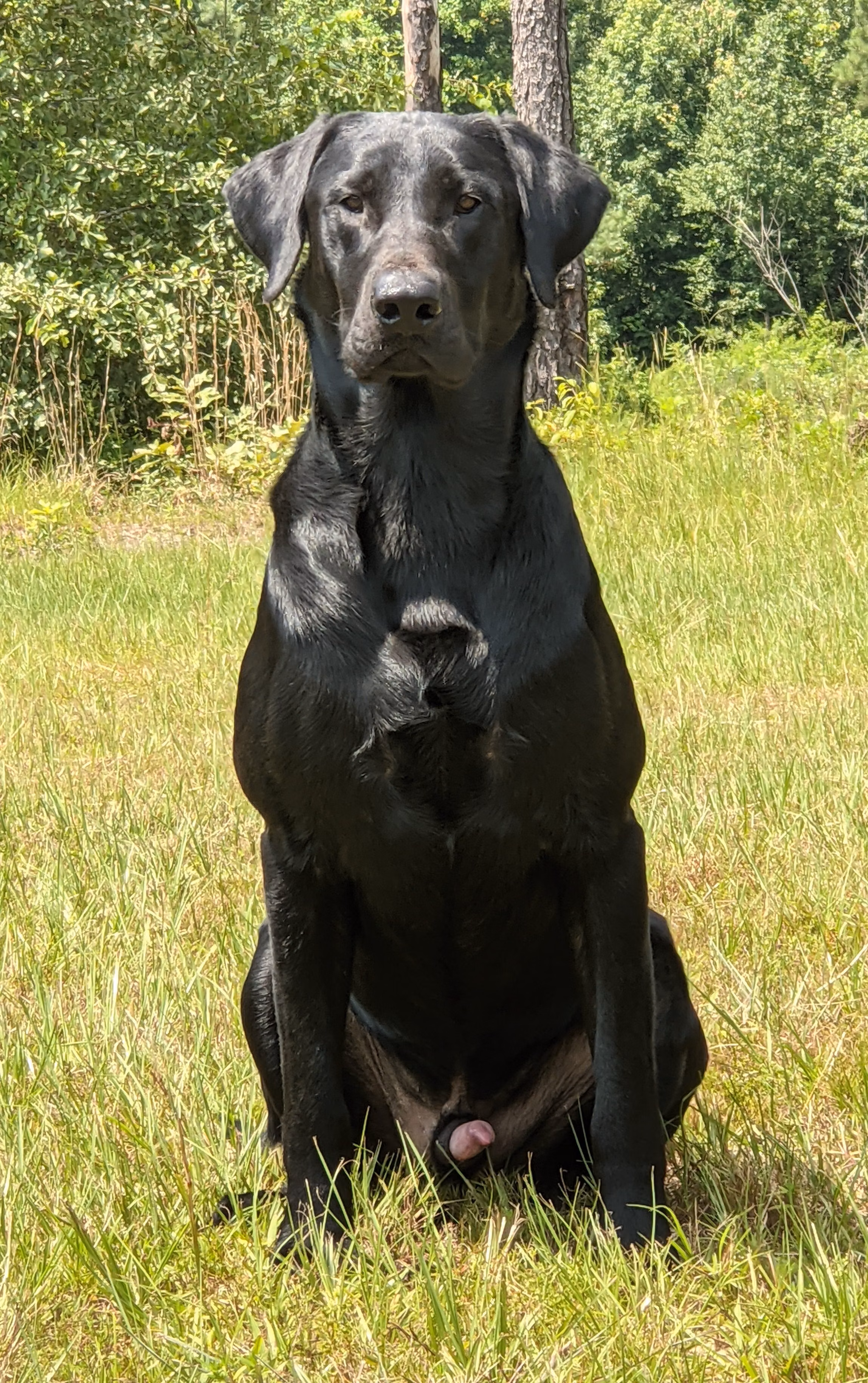 Hollywood, a Male Labrador retriever registered with United Pet Club