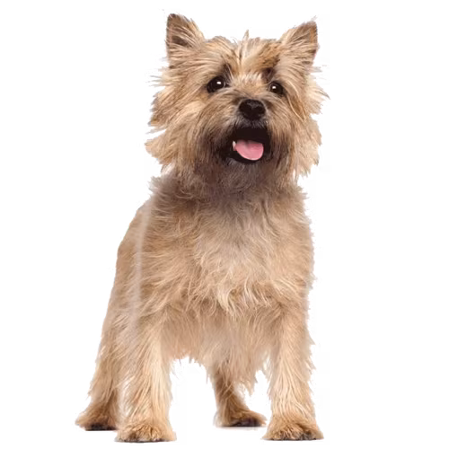 Cairn terrier — rasa Pies: Mały i Żywiołowy