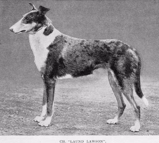 Laund Lawson, a نر کالی موصاف registered with United Pet Club