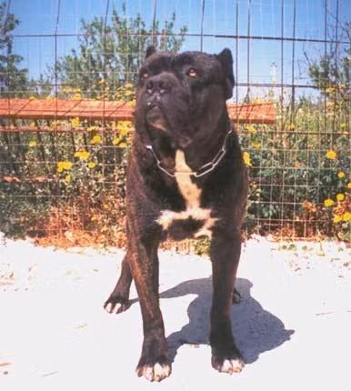 Aiko, a Mâle Cane Corso registered with United Pet Club