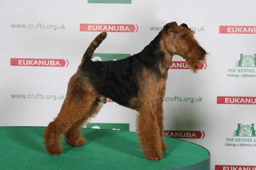 Kebulak TRIGGER HAPPY, a Male Terier walijski registered with United Pet Club