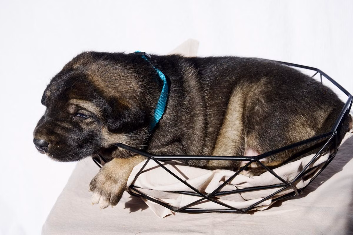 Alpha Gr, a Mascul Malinois Belgian registered with United Pet Club
