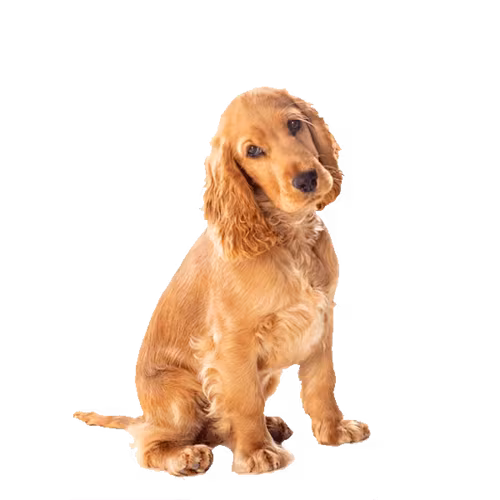 Field spaniel — rasa Pies: Średni i Spokojny