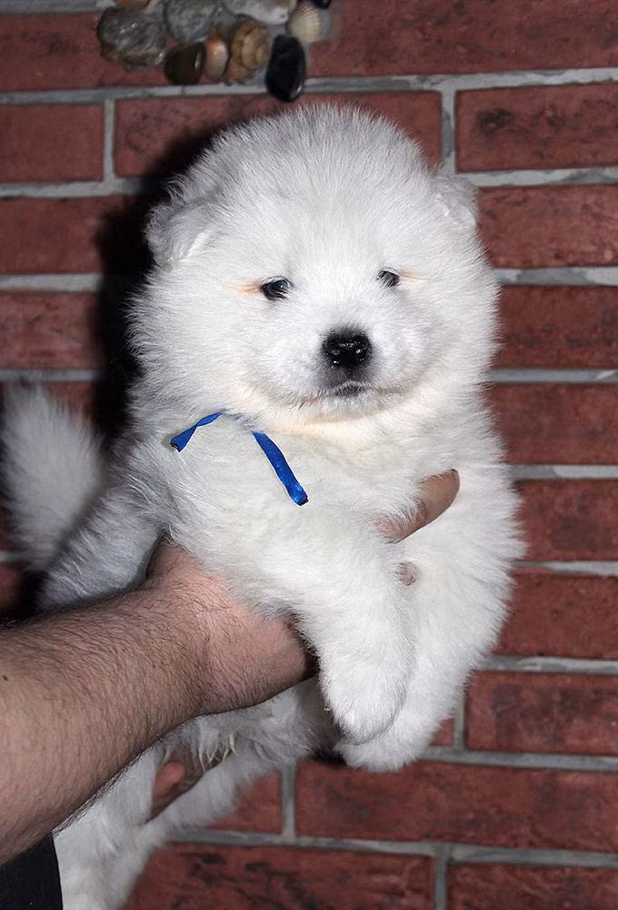 IZDOMASU SARMAT, a Самец Самоед registered with United Pet Club