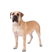 Boerboel — rasa Pies: Olbrzymi i Opiekuńczy