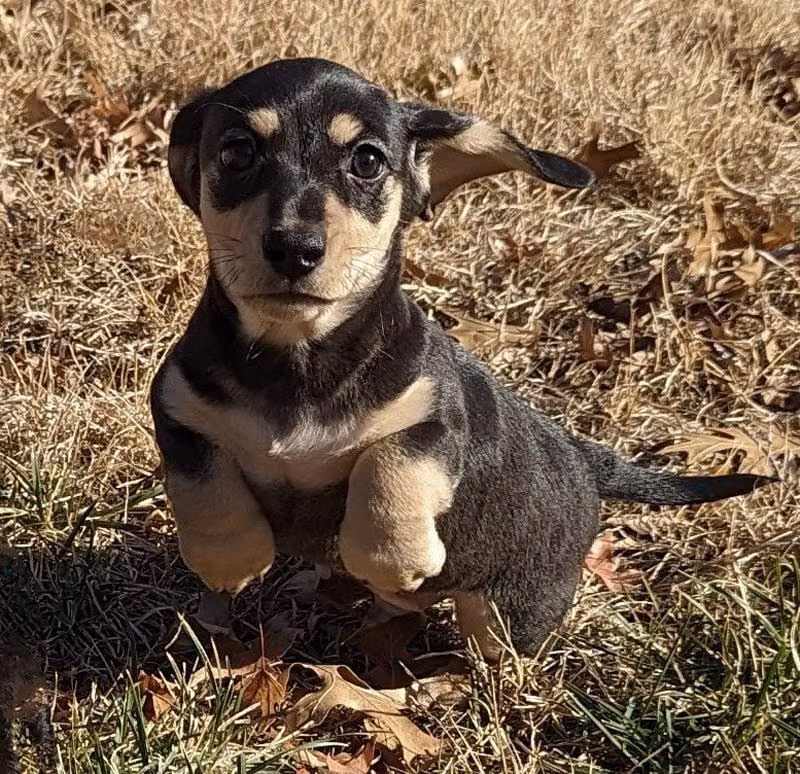 Eridox Clerical Error, a Male Jamnik registered with United Pet Club
